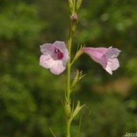 Parasopubia delphiniifolia (L.) H.-P.Hofm. & Eb.Fisch.